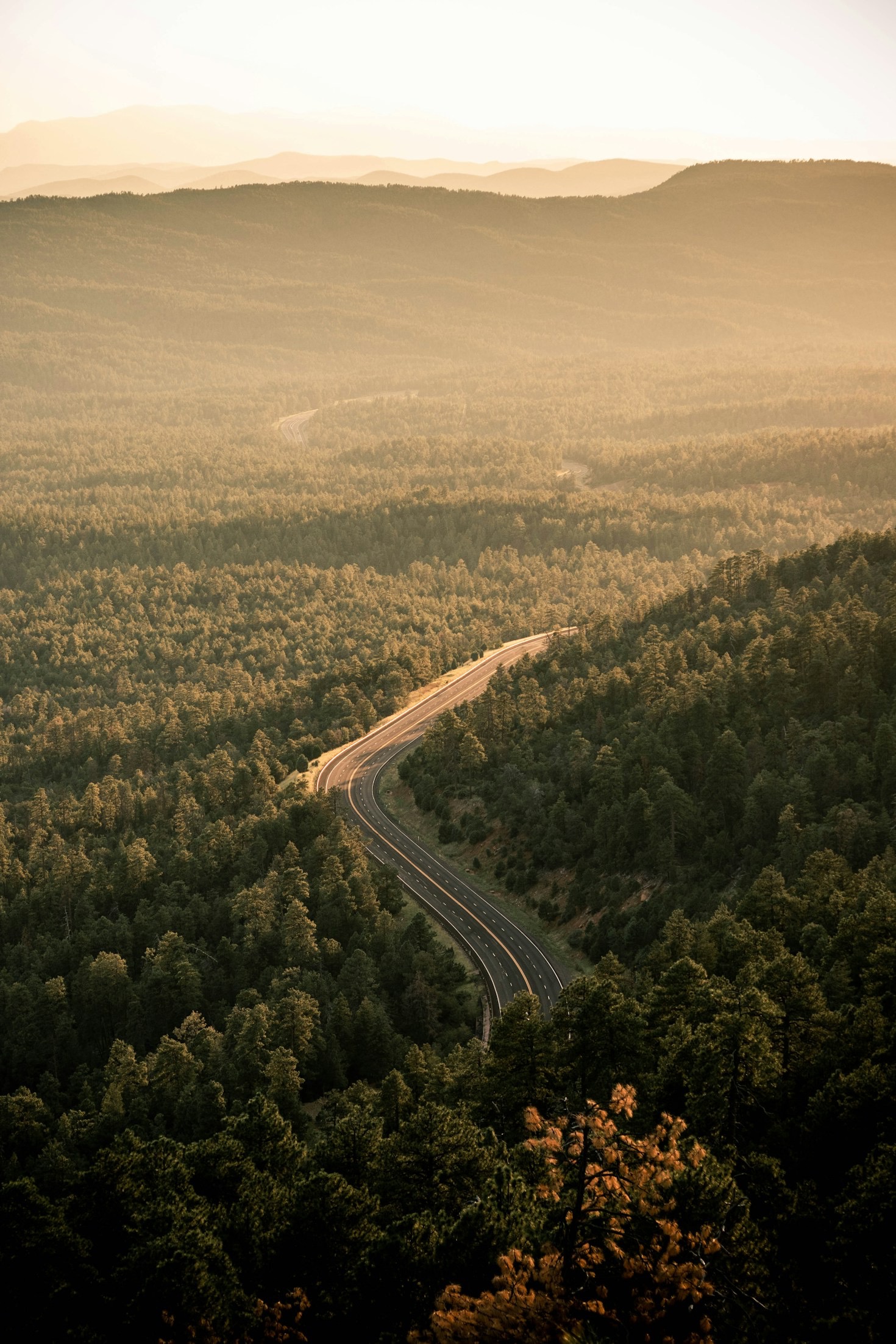 Strada tra gli alberi durante un viaggio in Italia